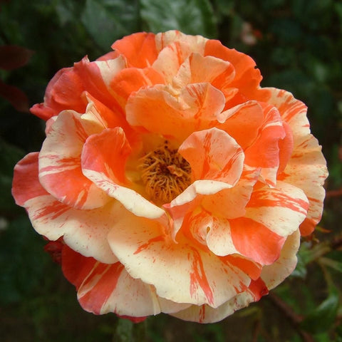 Orange and cream rose flower with ruffled petals and yellow center