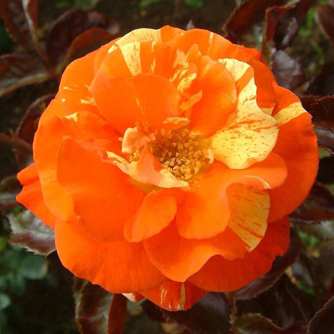 Bright orange rose bloom with cream-edged petals and textured center