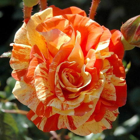 Orange and cream striped rose bloom with layered, ruffled petals