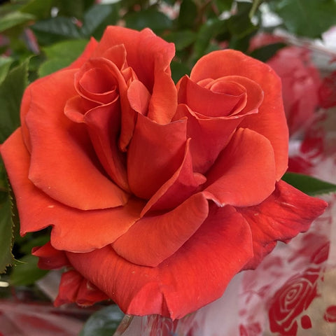 Cluster of red-orange roses with layered petals and green leaves