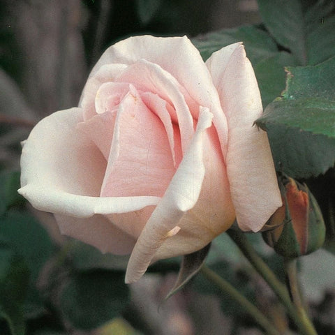 Pale pink and white rose bloom with layered petals and green leaves
