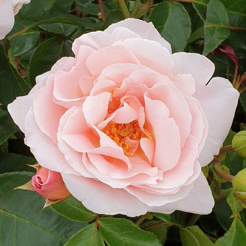 Large pale pink rose bloom with layered petals and soft orange-yellow center