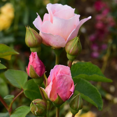 Pink rose flower with green buds on a stem, with surrounding green leaves