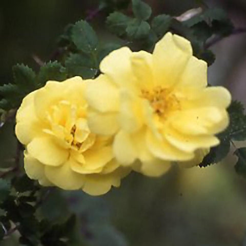 Yellow Scotch rose cluster with two double blossoms and dark green leaves