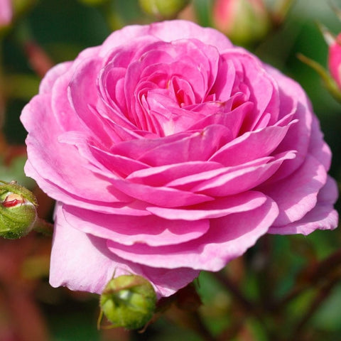 Ozeana pink rose bloom with layered petals