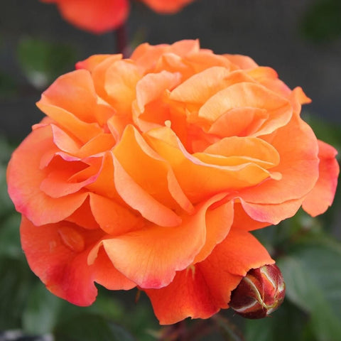 Orange double rose bloom with layered petals and curled edges
