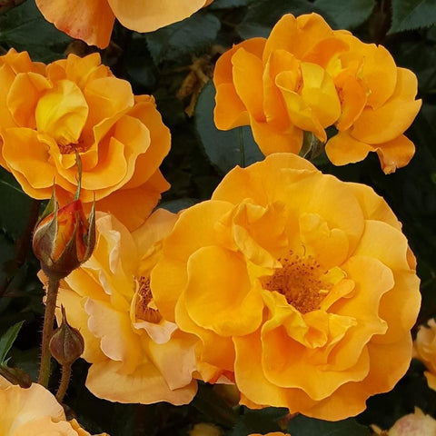 Yellow and orange double rose flowers with green leaves and flower buds