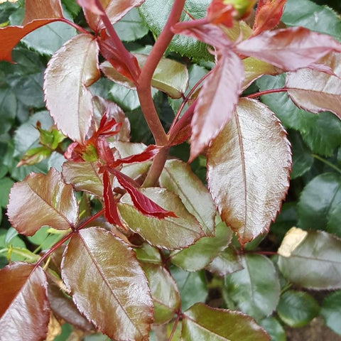 Rose stems with glossy green leaves and pale rose hips