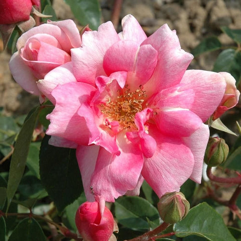 Pink and white rose flower with red center, surrounded by green buds and leaves