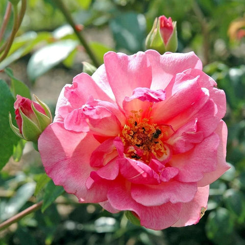 Pink rose bloom with ruffled petals and golden center, plus unopened buds