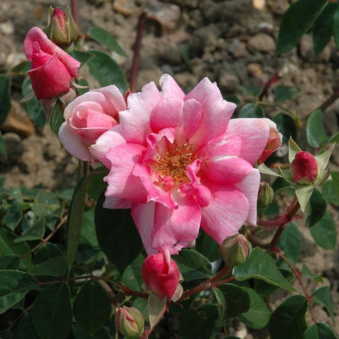 Pink and white rose blossoms with red buds on green stems and leaves