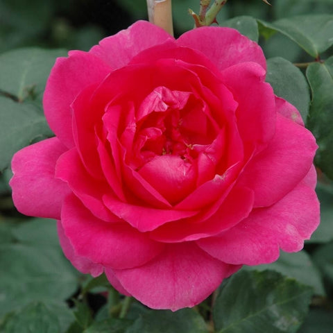 Pink double rose flower with curled petals and green leaves