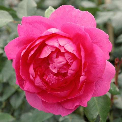 Bright pink double rose bloom with layered petals and green foliage