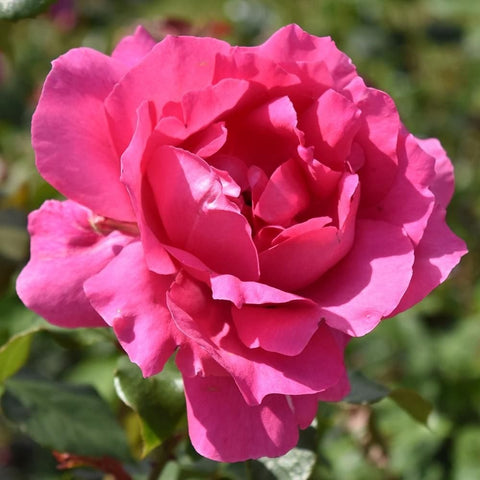 Pink rose bloom with layered petals and surrounding green leaves