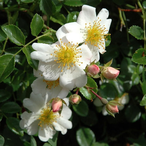 White five-petal rose flowers with yellow stamens and green leaves on stems