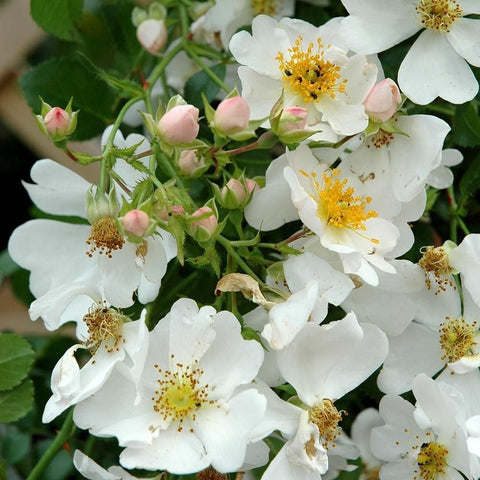 Cluster of white five-petal rose blossoms with yellow centers, buds, and green leaves