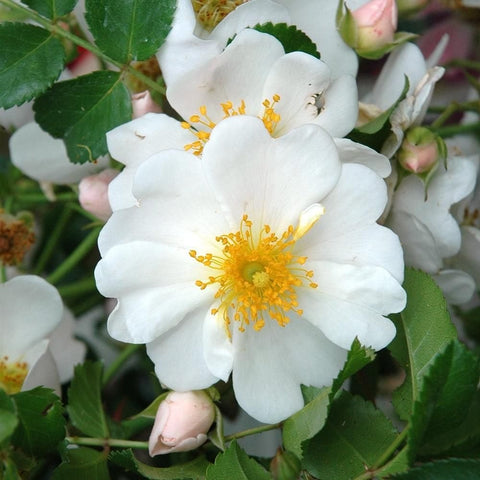 Close-up of white rose flower with yellow stamens, surrounded by buds and green leaves