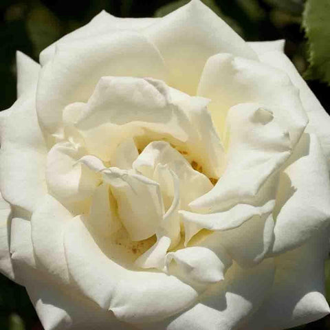 White rose bloom with layered petals and pale yellow center.