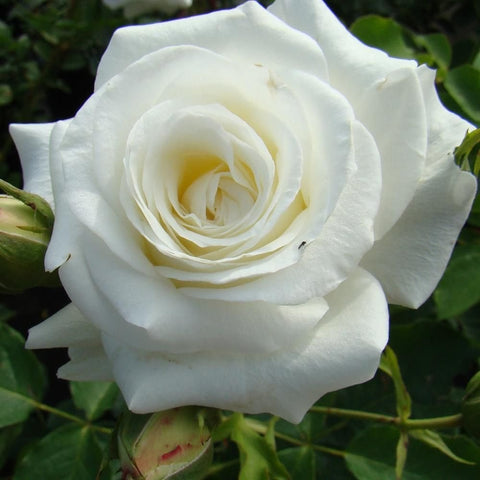 White rose flower with curled pale-yellow center and surrounding green leaves.