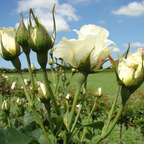 Rose buds and white blossoms on upright green stems.