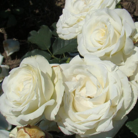 Cluster of white rose blooms with pale-yellow centers and green leaves.