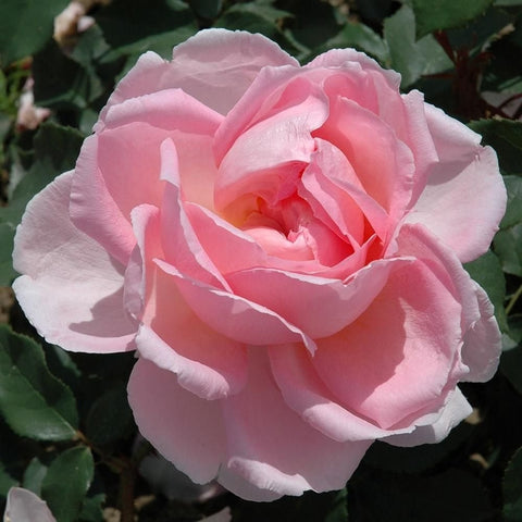 Pink rose bloom with layered petals and green leaves around it
