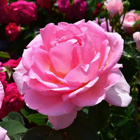 Light pink rose flower with ruffled petals and surrounding green foliage