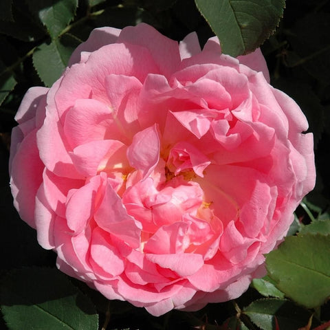 Pink rose blossom with open center and overlapping petals on green leaves