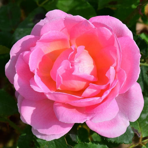 Bright pink rose flower with layered petals and green leaves nearby