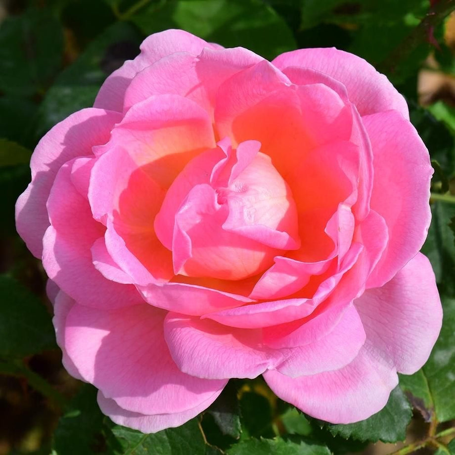 Paws – Peter Beales Roses