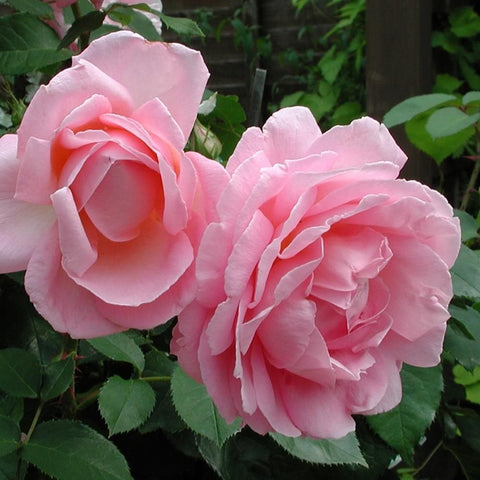 Two pale pink rose blooms with ruffled petals and green leaf clusters