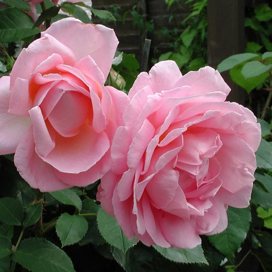 Paws – Peter Beales Roses
