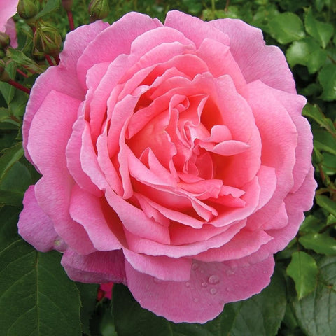 Pink rose bloom with tightly layered petals and dew drops on petals