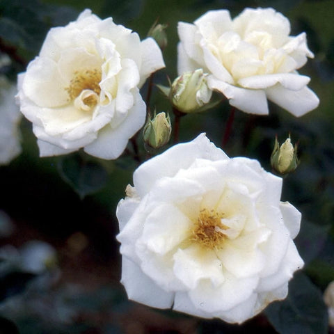 White rose blossoms with golden centers and green buds
