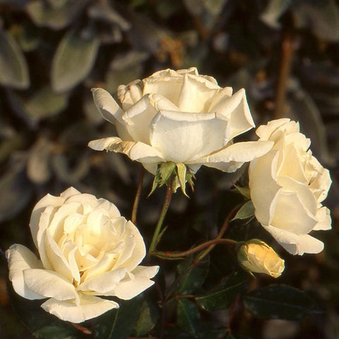 Cream-white rose flowers with buds on dark green stems