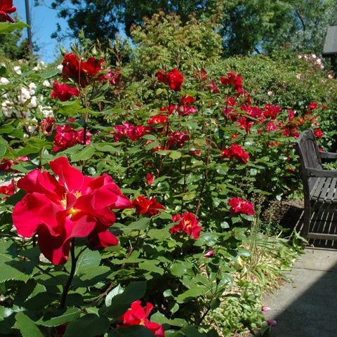 Red rose shrub with clusters of blooms and green leaves in a garden
