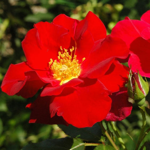 Red rose blossom with yellow center and green buds on a leafy stem