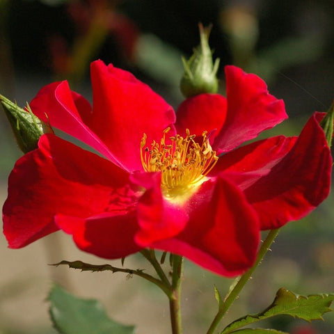 Red rose bloom with yellow center and green bud on a stem