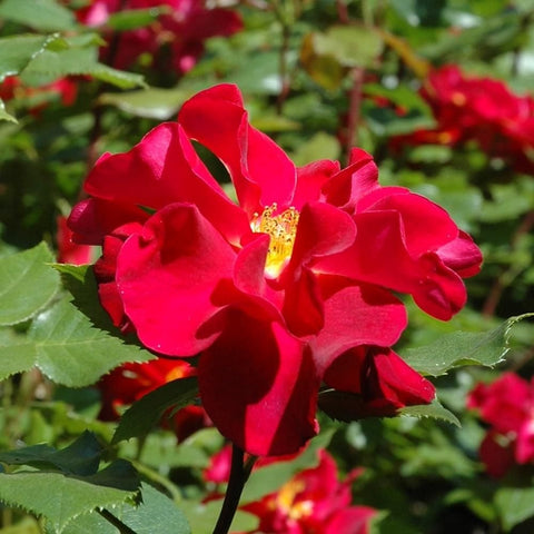Red rose flower with layered petals and yellow center among green leaves