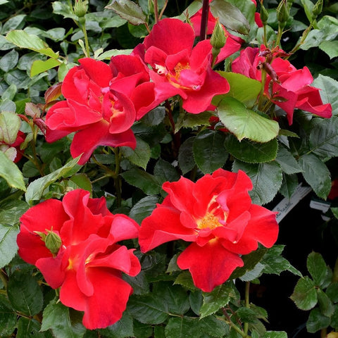 Cluster of red rose blooms with green foliage on the plant