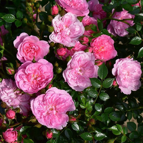 Pink rose bush with multiple double pink blossoms and glossy green leaves