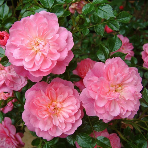 Pink double rose blossoms with yellow centers and green leaves, close-up view