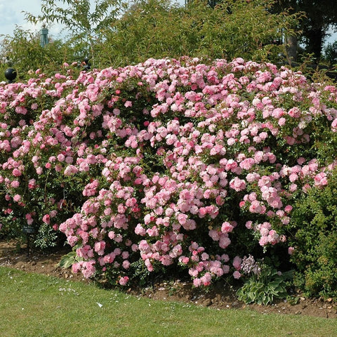 Pink rose bush hedge with abundant double blooms and green foliage along garden row