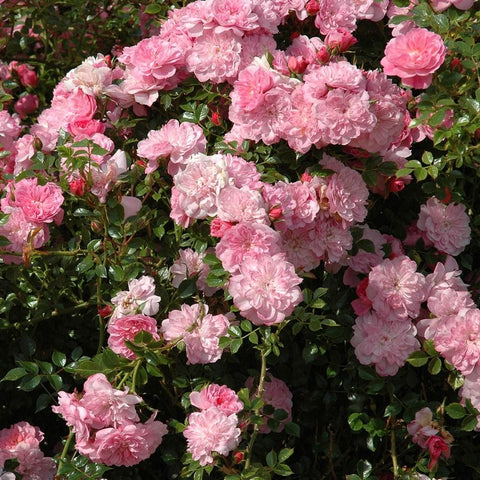 Pink rose bush with dense clusters of double blossoms and dark green leaves