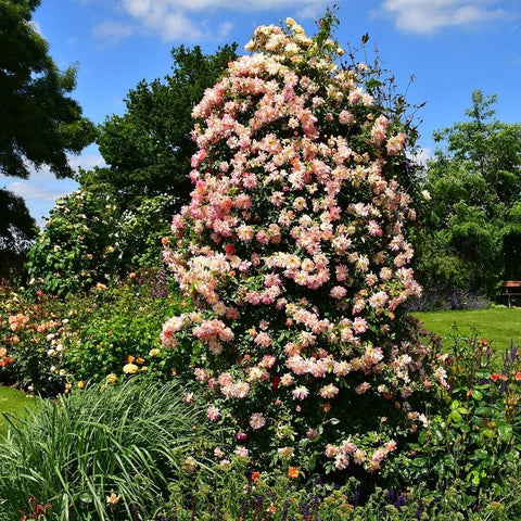 Full rose bush covered in small pink blooms with green leaves in a garden