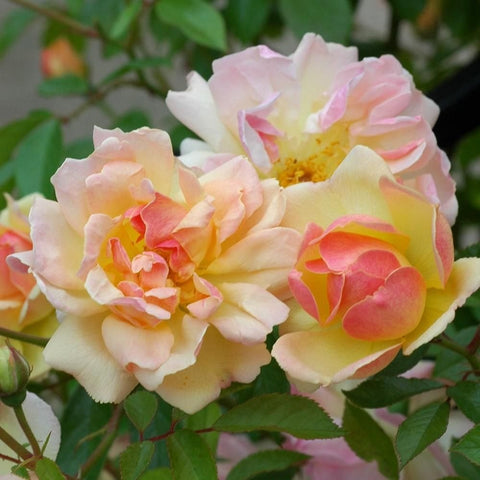 Close-up of pale pink and yellow rose blossoms with soft ruffled petals