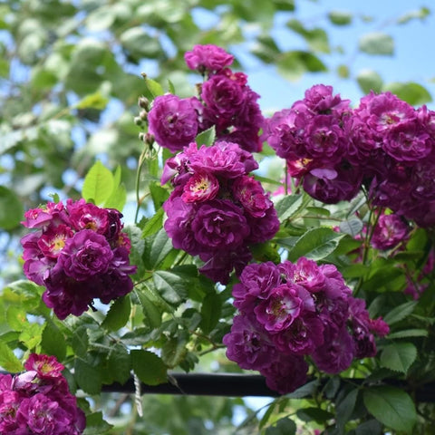 Perennial rose plant with deep magenta double blooms and green leaves