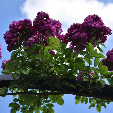 Perennial rose plant with clusters of deep magenta flowers and green foliage
