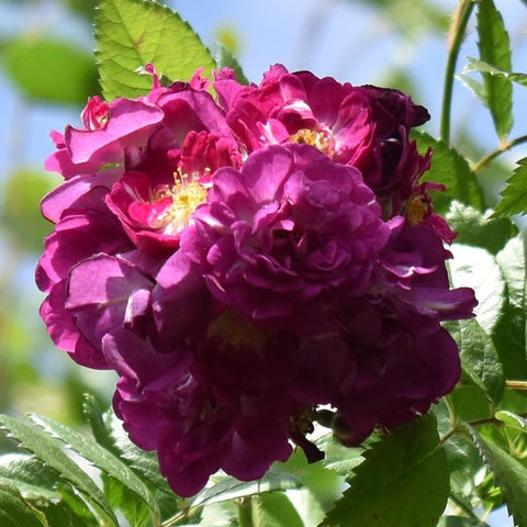 Close-up of deep magenta double rose bloom with yellow center and green leaves