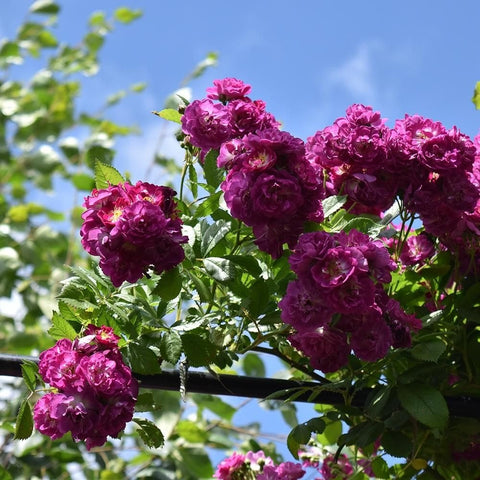 Perennial rose plant with bright magenta double blooms against blue sky